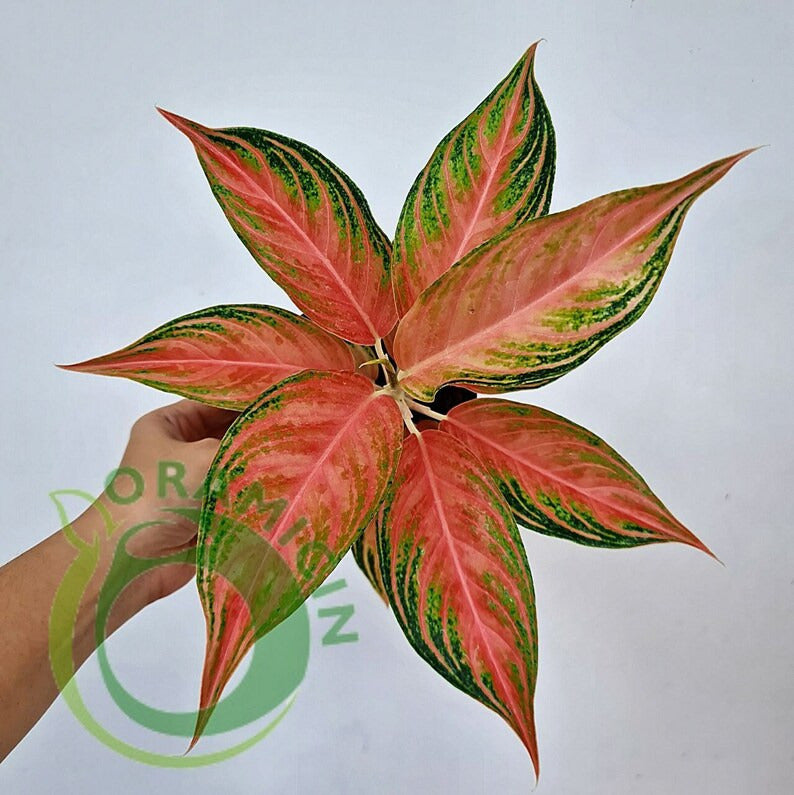 Aglaonema Pink Sunset Tropical Plants ORAMICIN