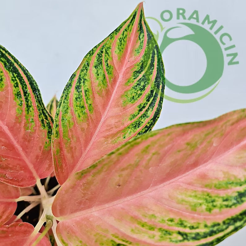 Aglaonema Pink Sunset Tropical Plants ORAMICIN