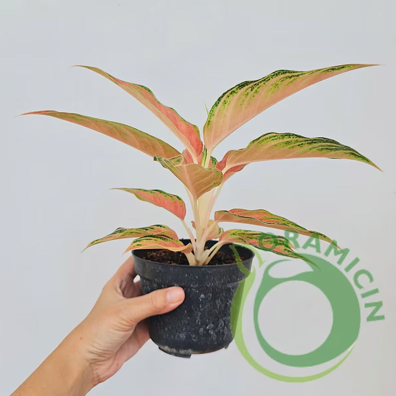 Aglaonema Pink Sunset Tropical Plants ORAMICIN