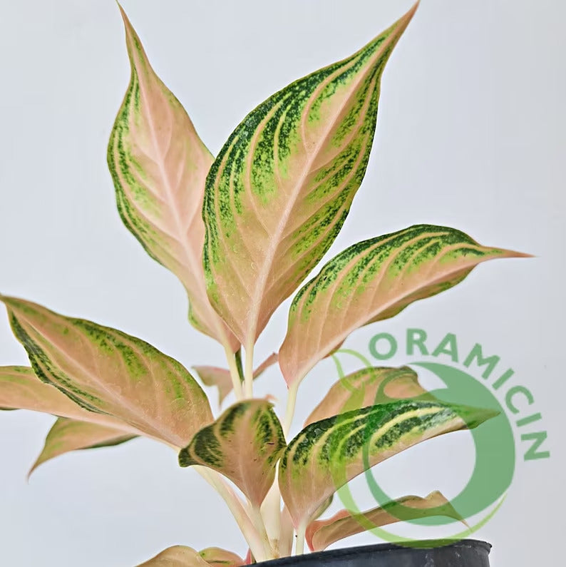 Aglaonema Pink Sunset Tropical Plants ORAMICIN