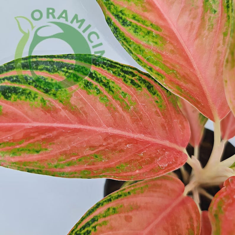 Aglaonema Pink Sunset Tropical Plants ORAMICIN