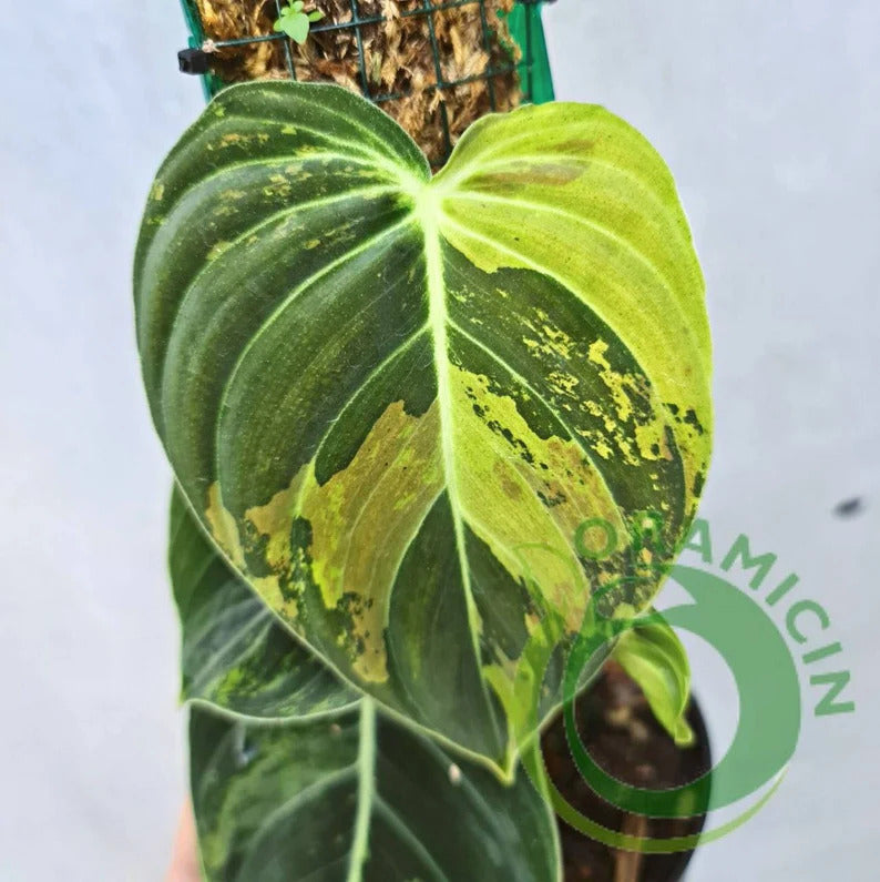 Philodendron Melanochrysum Variegated Tropical Plants ORAMICIN