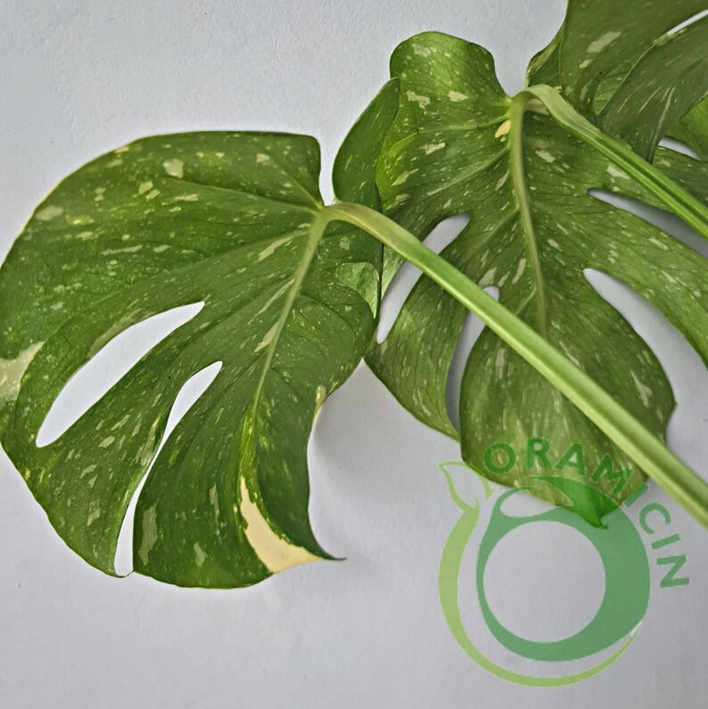 Monstera 태국 별자리 ORAMICIN