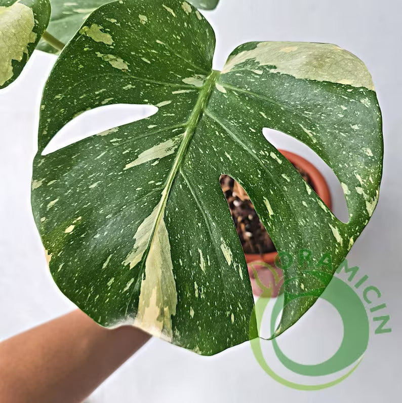 Monstera 태국 별자리 ORAMICIN