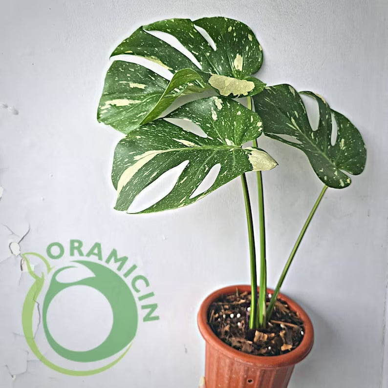 Monstera 태국 별자리 ORAMICIN