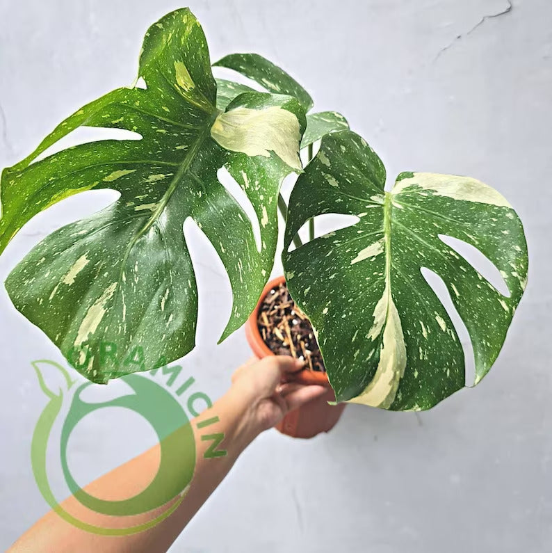 Monstera 태국 별자리 ORAMICIN