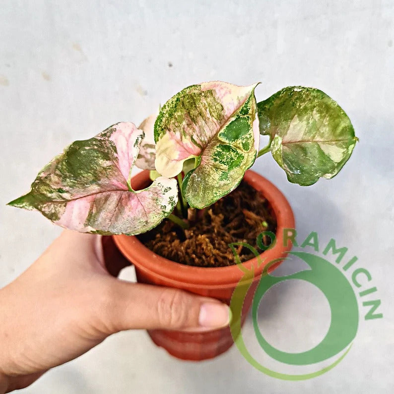 Syngonium Strawberry Ice Galaxy Variegated Tropical Plants ORAMICIN