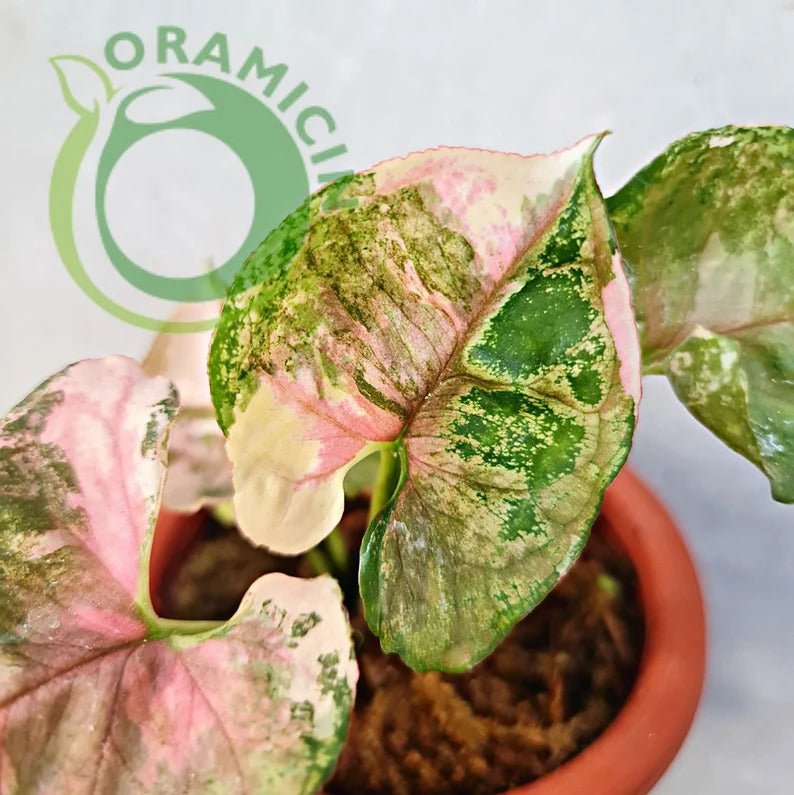 Syngonium Strawberry Ice Galaxy Variegated Tropical Plants ORAMICIN