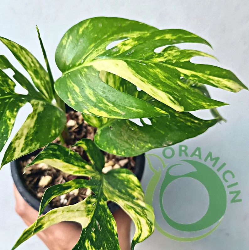 Epipremnum Pinnatum YELLOW Sunrise Variegated ORAMICIN – oramicin