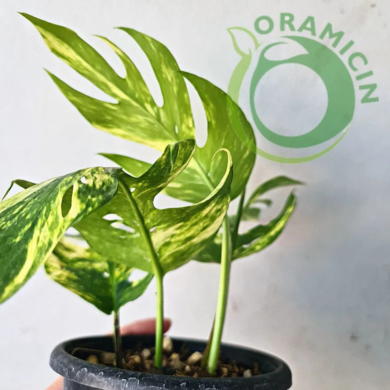 Epipremnum Pinnatum YELLOW Sunrise Variegated ORAMICIN – oramicin