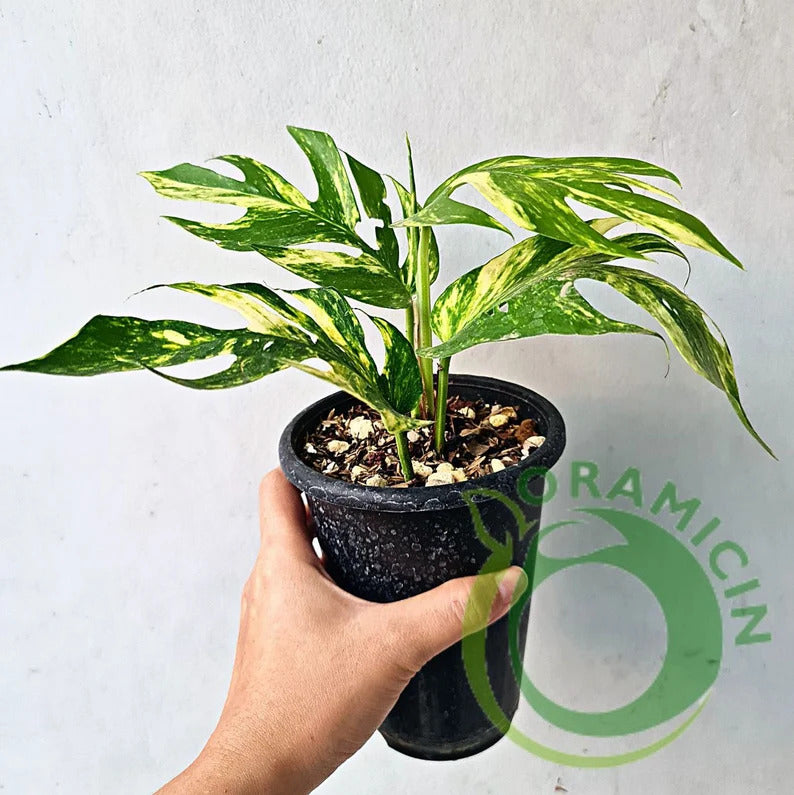 Epipremnum Pinnatum YELLOW Sunrise Variegated ORAMICIN