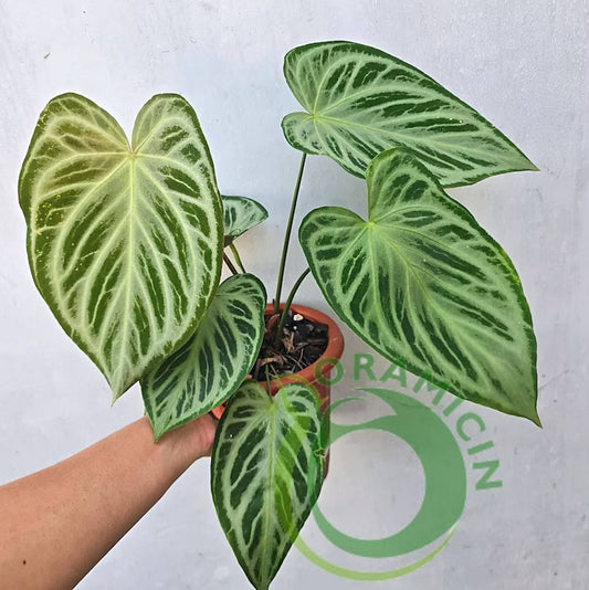 Anthurium Super Silver Blush REAL Picture Big ORAMICIN