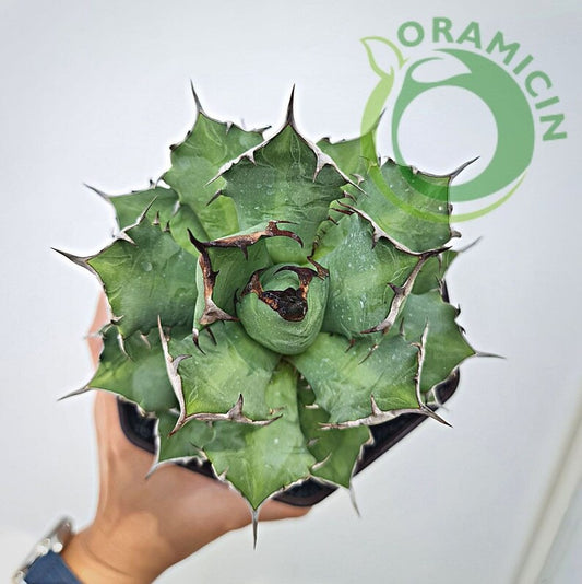 Agave Titanota ORAMICIN