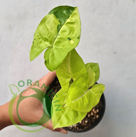 Syngonium Lime Soda Variegated Tropical Plants ORAMICIN