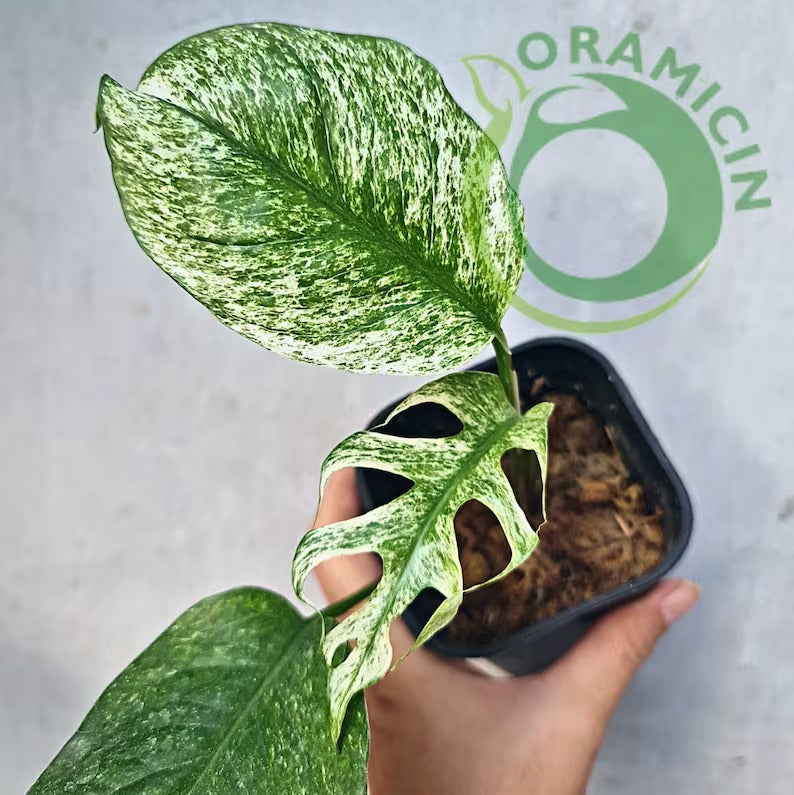 Epipremnum Pinnatum Mint Variegated ORAMICIN