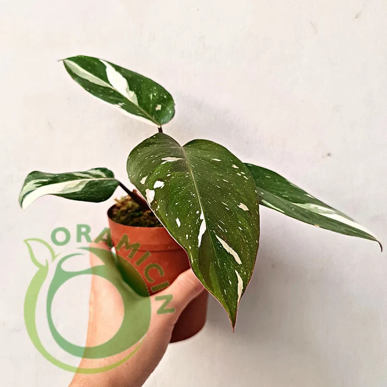 Philodendron Red Anderson 잡색의 열대 식물 ORAMICIN