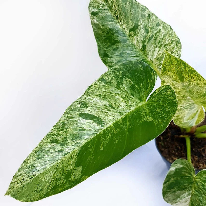 Philodendron Giganteum Marble Blizzard Variegated Tropical Plants ORAMICIN