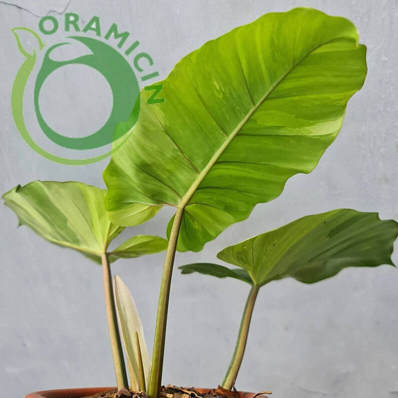 Philodendron Jungle Fever 잡색의 열대 식물 ORAMICIN