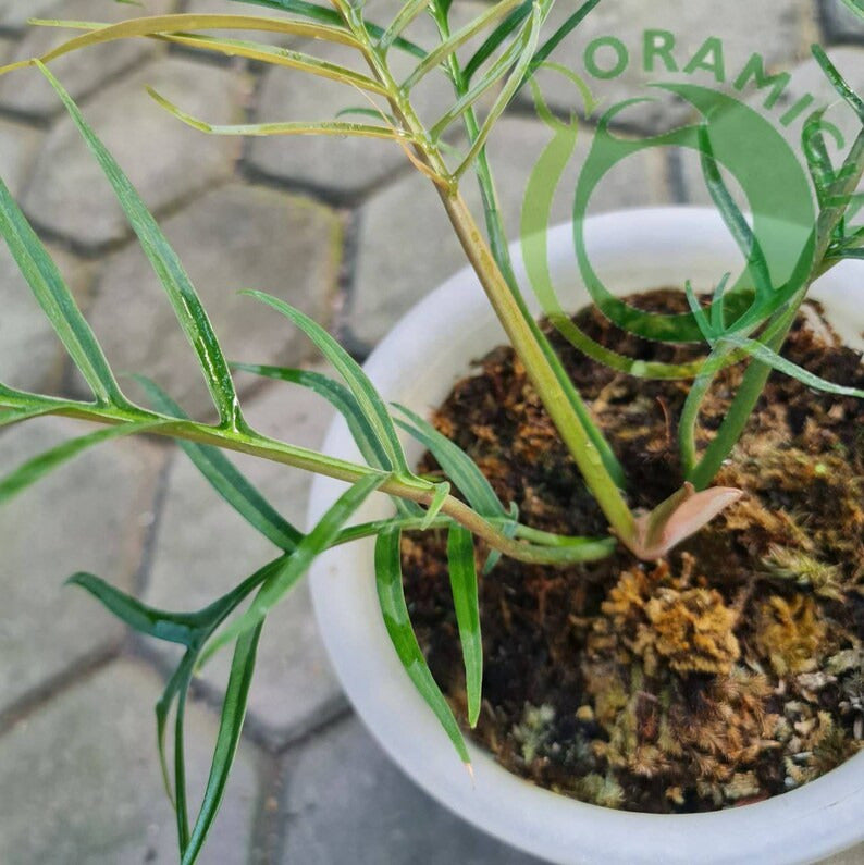 Philodendron Tortum 열대 식물 ORAMICIN