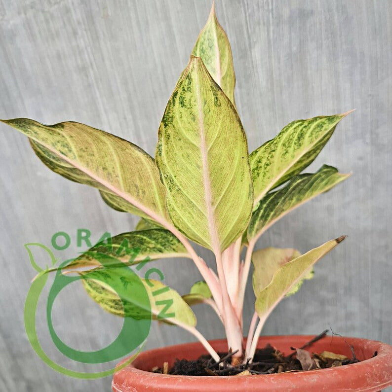 Aglaonema Frozen Tropical Plants ORAMICIN