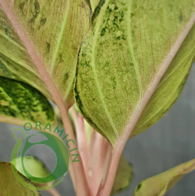 Aglaonema 냉동 열대 식물 ORAMICIN