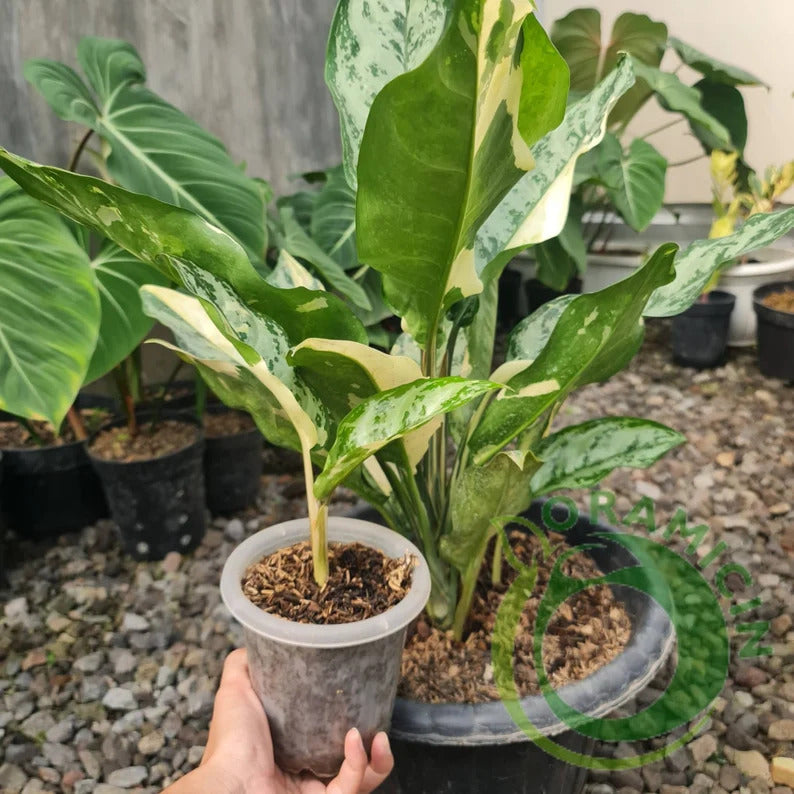 Aglaonema cheapest Commutatum Variegated - Aroid Variegated Houseplants - Philodendron - Monstera