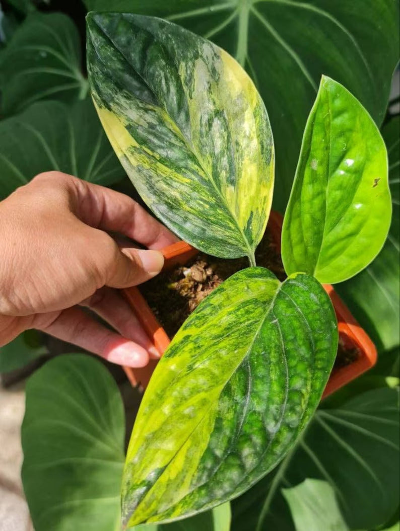 Monstera Karstenianum Variegated Monstera Peru Variegated Tropical Plants ORAMICIN