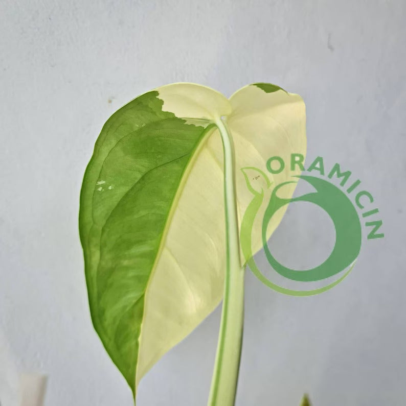 Syngonium Ciapense 다양한 열대 식물 ORAMICIN