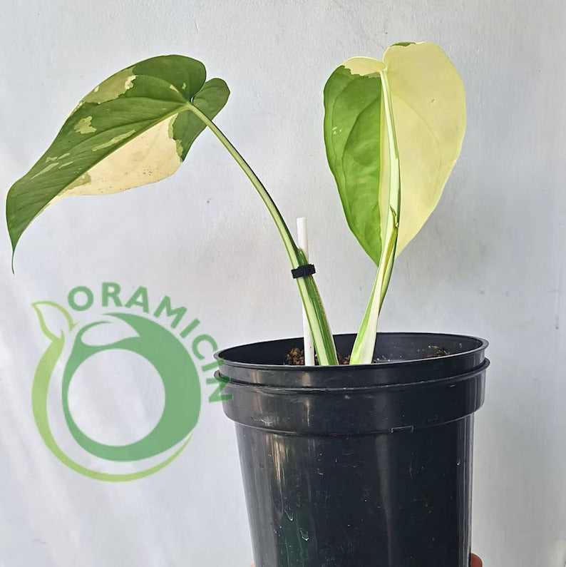 Syngonium Ciapense 다양한 열대 식물 ORAMICIN