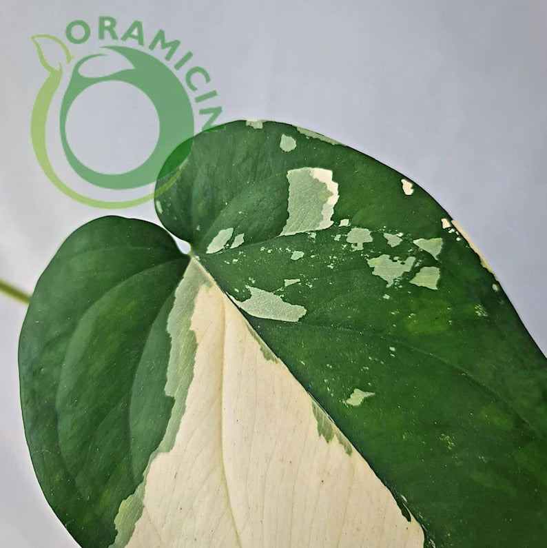 Syngonium Ciapense 다양한 열대 식물 ORAMICIN