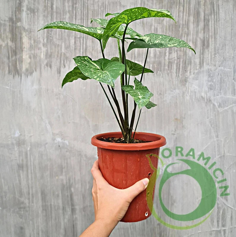 Extremely online Rare Syngonium Panda Galaxy Green Spot House Plant Aroid Tropical Indoor Outdoor DHL Express Free Phytosanitary certificate