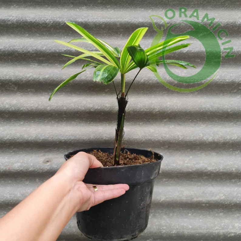 Rhapis Humilis Lady Palm Variegated Free Certificate Phytosanitary 2024