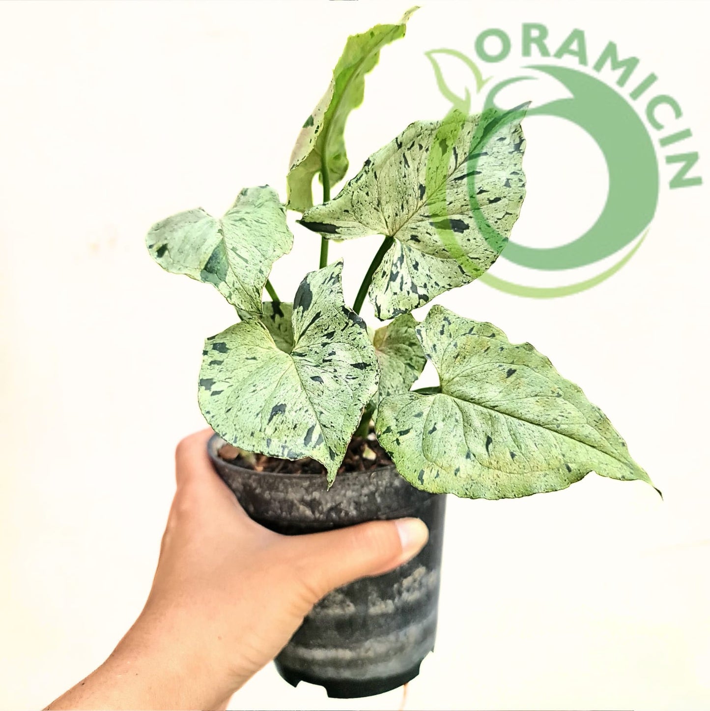 Syngonium Green Splash Tropical Plants ORAMICIN