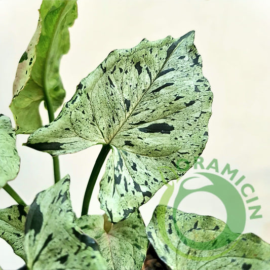 Syngonium Green Splash Tropical Plants ORAMICIN