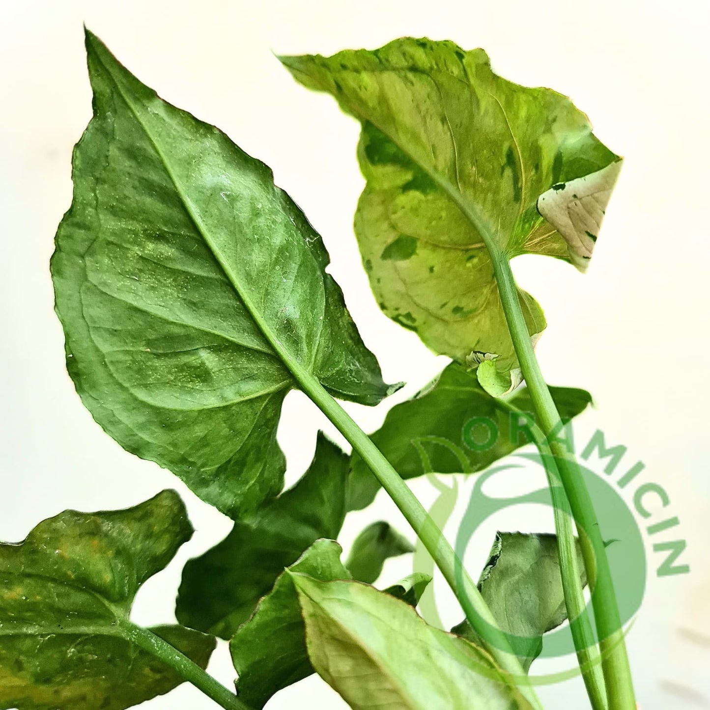 Syngonium Green Splash Tropical Plants ORAMICIN