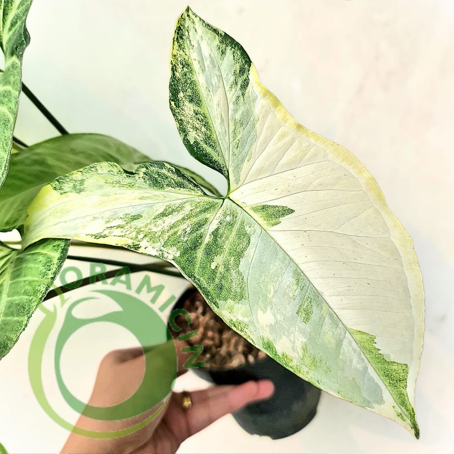 Syngonium White Butterfly Variegated Tropical Plants ORAMICIN