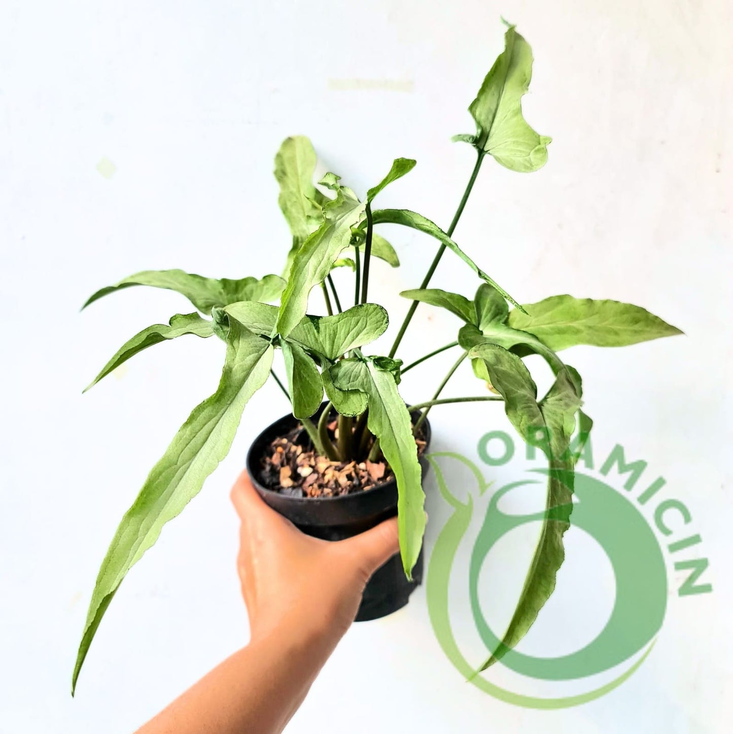 Syngonium ngern lai ma Tropical Plants ORAMICIN