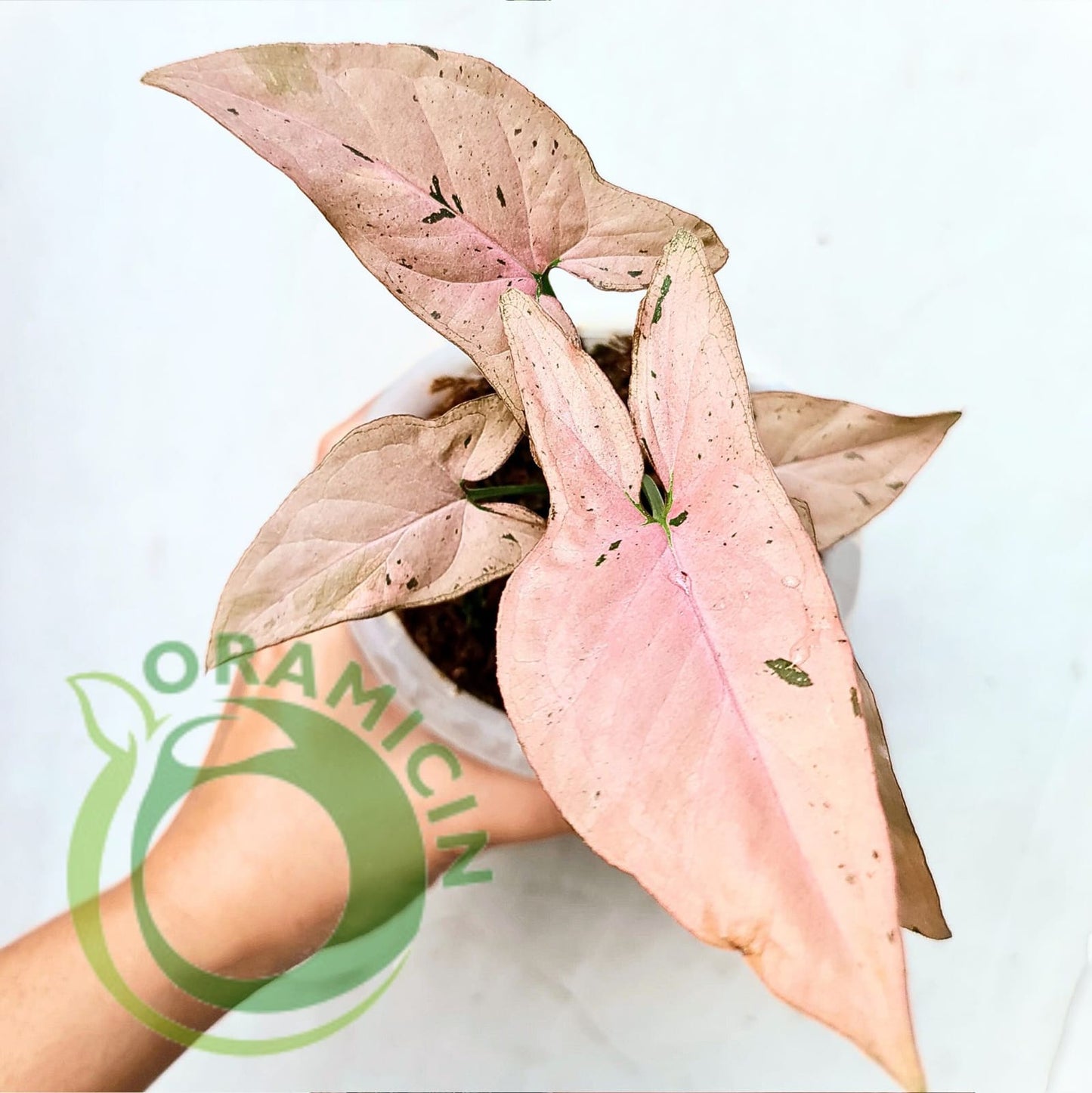 Syngonium Pink Emerald Tropical Plants ORAMICIN