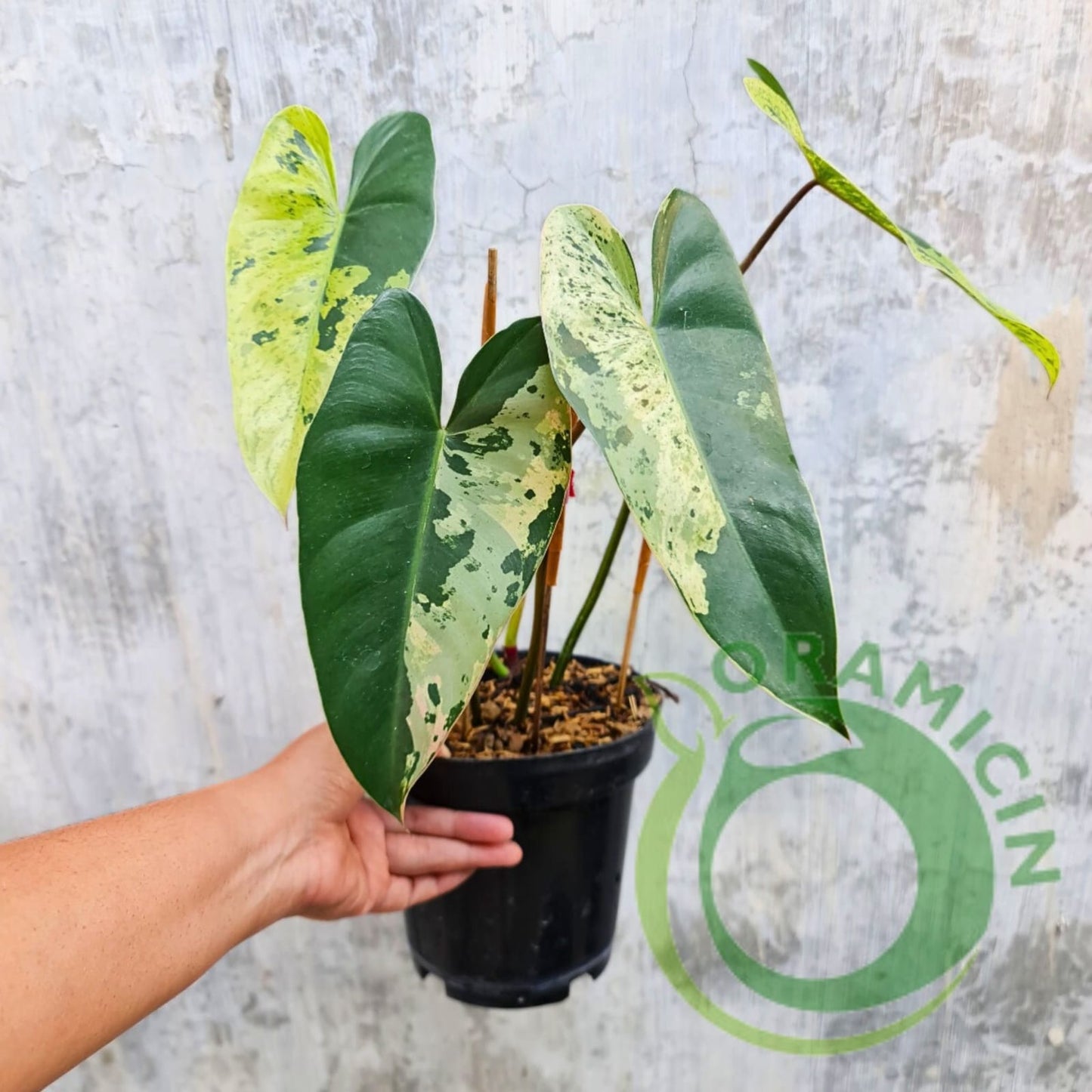 Philodendron iLsemanii Variegated Tropical Plants ORAMICIN