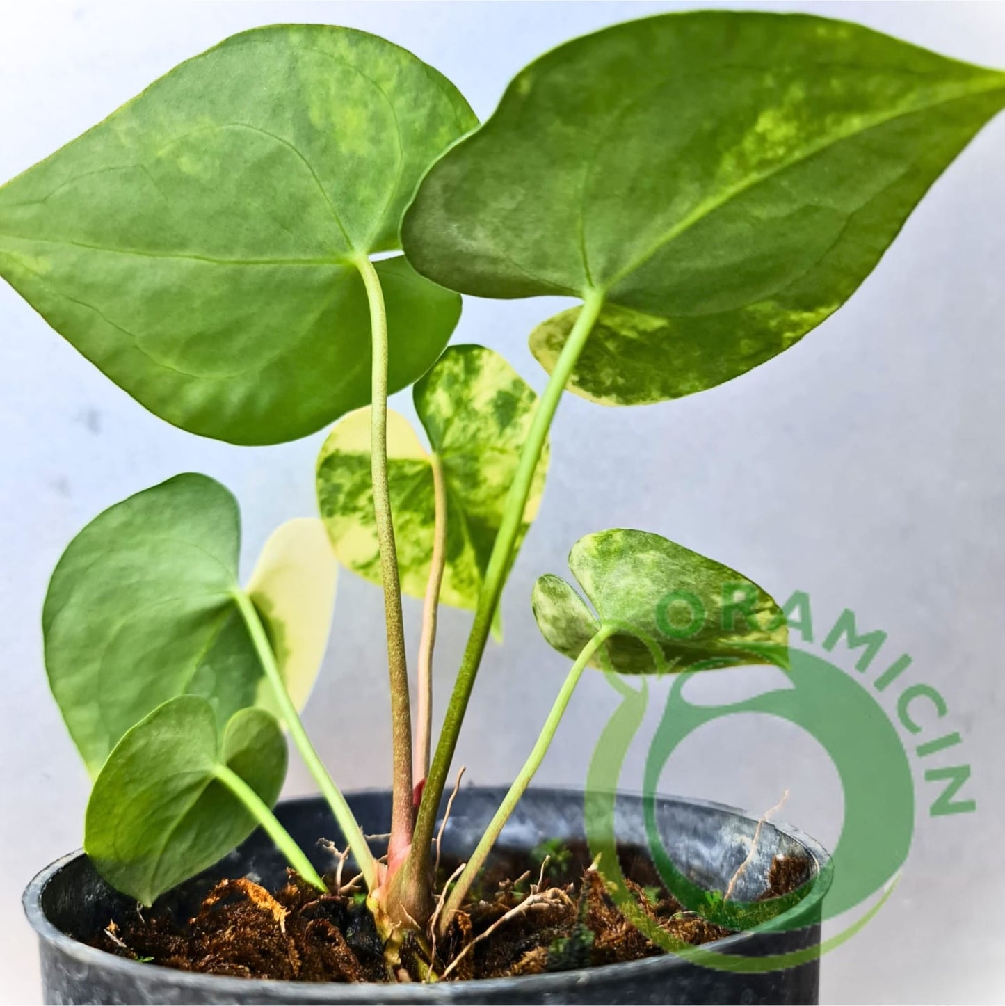 Anthurium Clarinervium Variegated Tropical Plants ORAMICIN