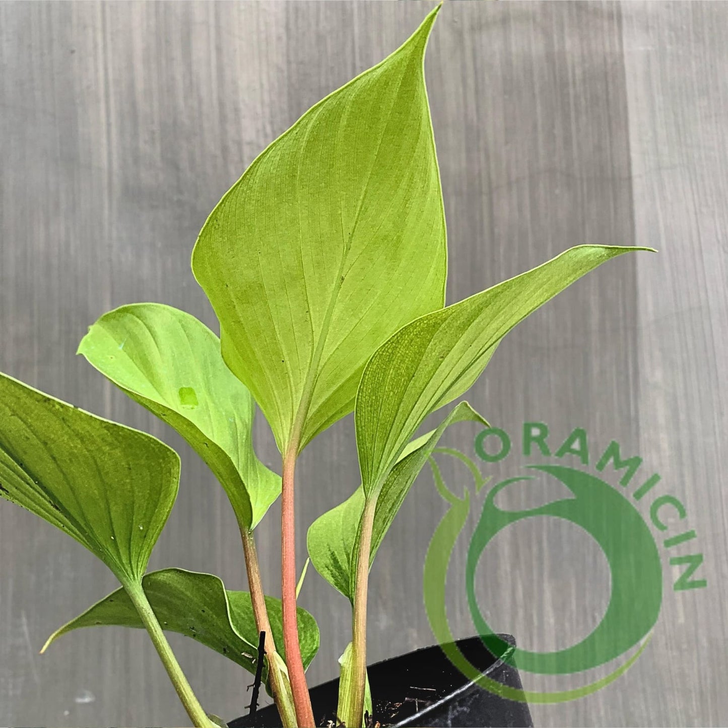 Homalomena Golden Tropical Plants ORAMICIN