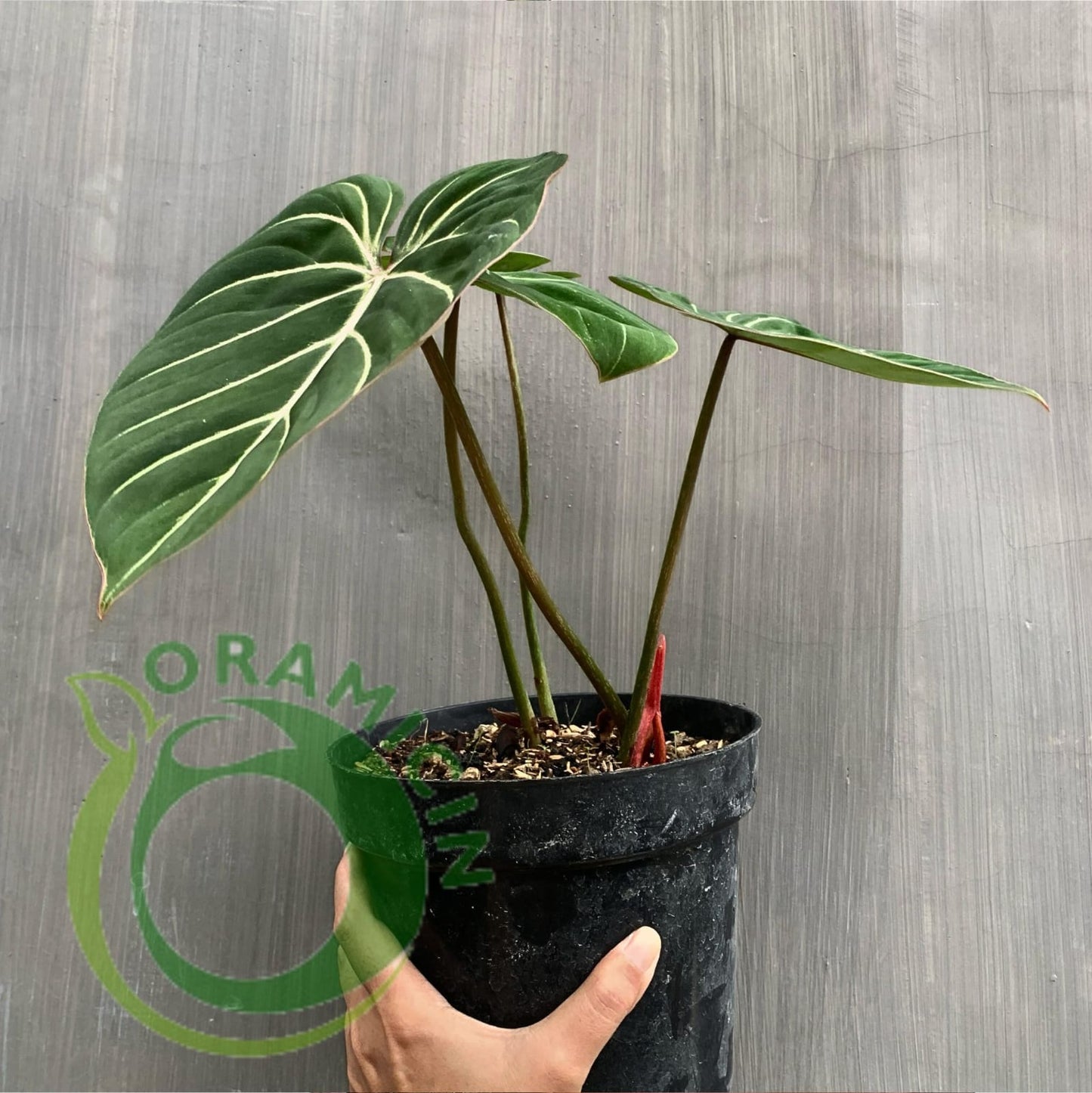 Philodendron Gloriosum White Vein Tropical Plants ORAMICIN