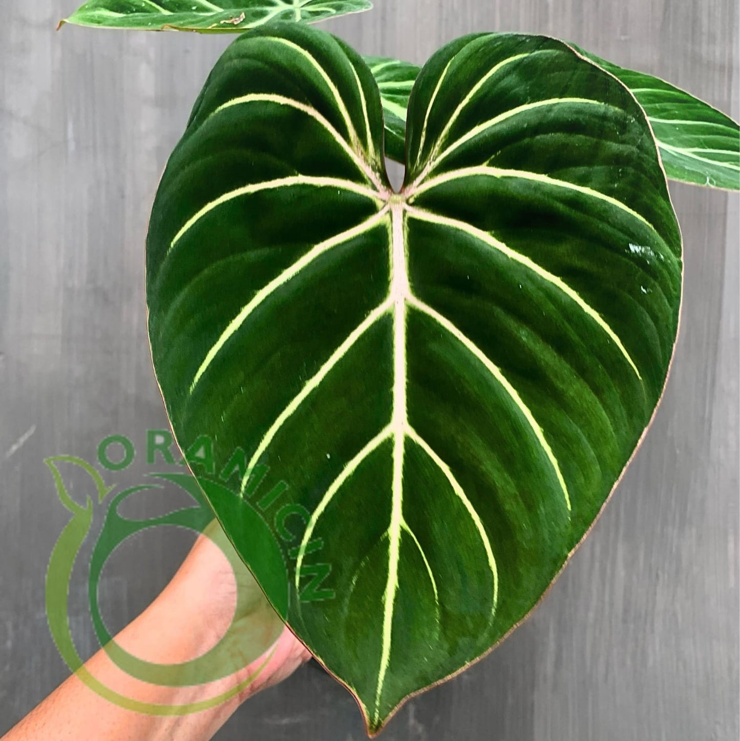 Philodendron Gloriosum White Vein Tropical Plants ORAMICIN