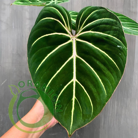 Philodendron Gloriosum White Vein Tropical Plants ORAMICIN