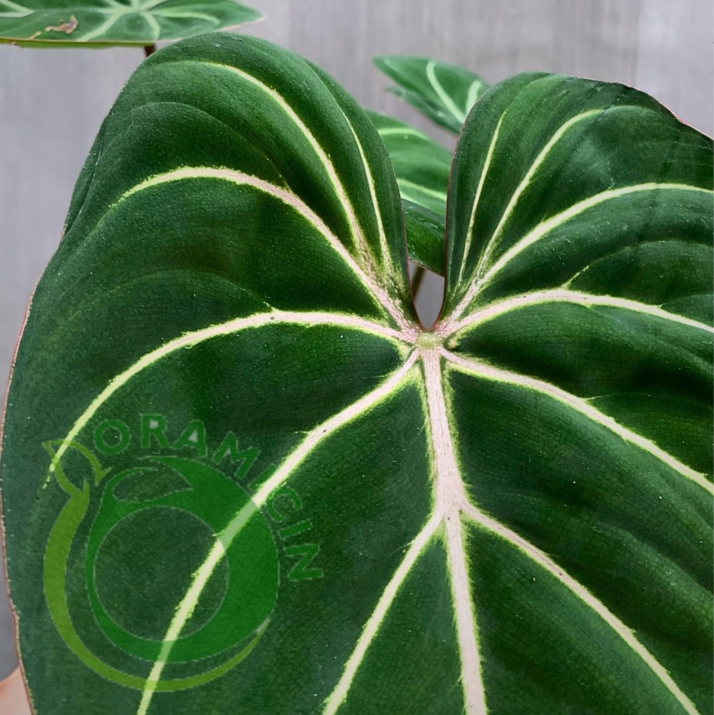 Philodendron Gloriosum White Vein Tropical Plants ORAMICIN