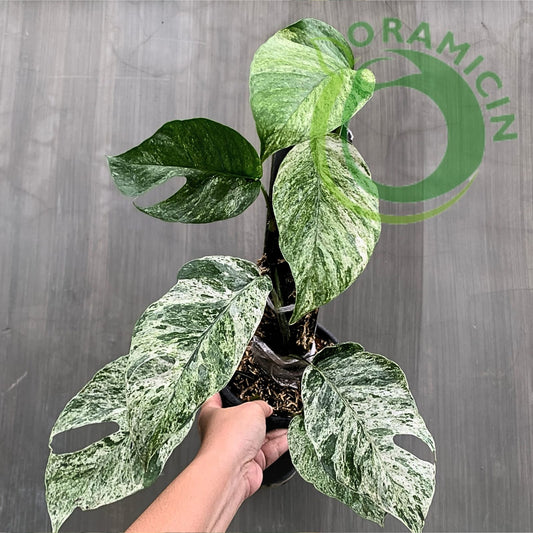 Epipremnum Hanoman Bali Variegated Tropical Plants ORAMICIN