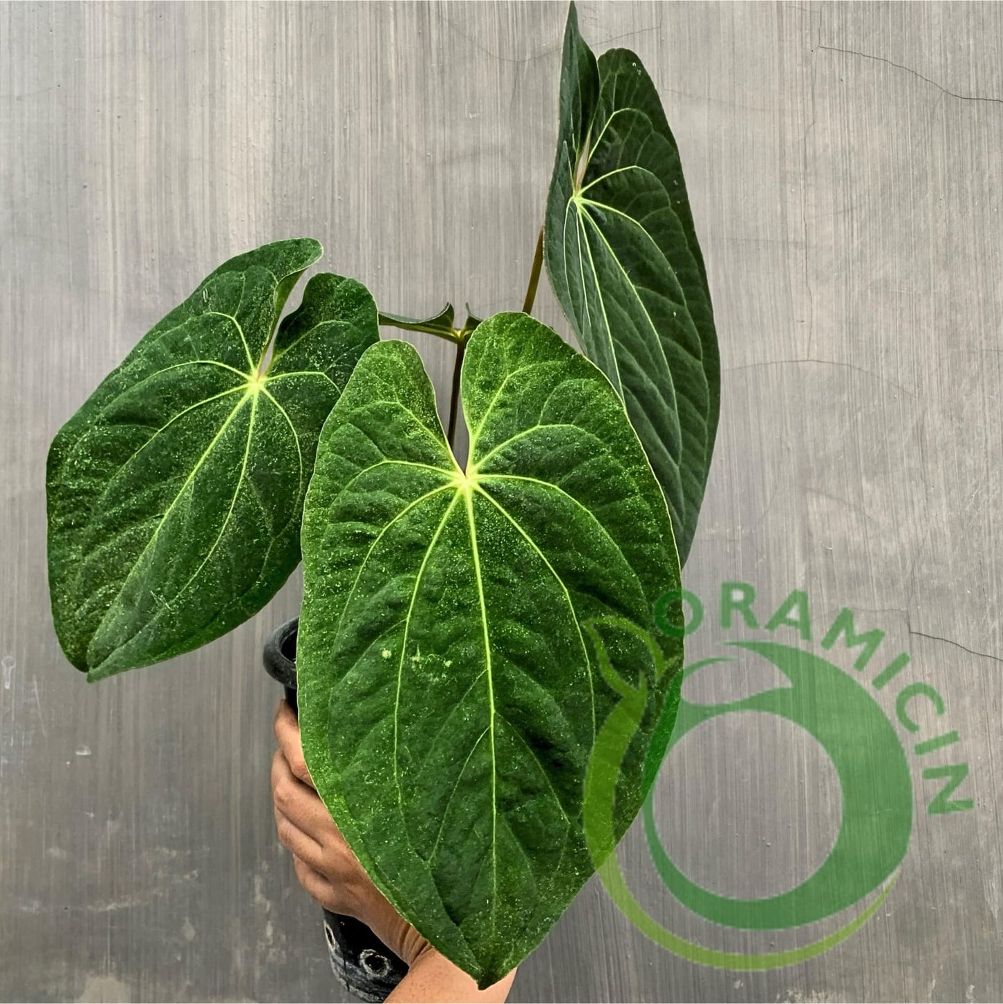 Anthurium Dark Phoenix Tropical Plants ORAMICIN