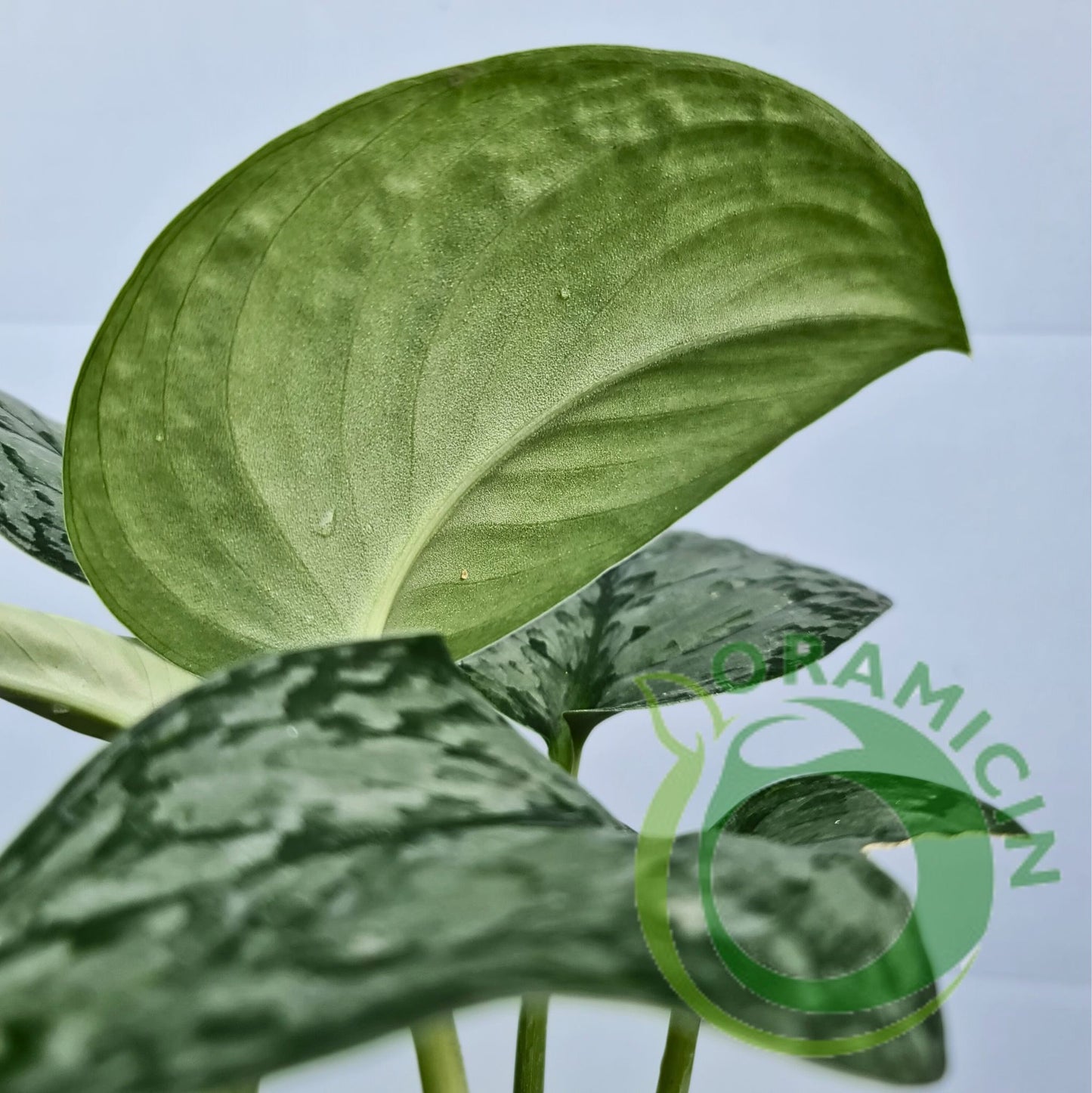 Scindapsus Silver Queen Tropical Plants ORAMICIN