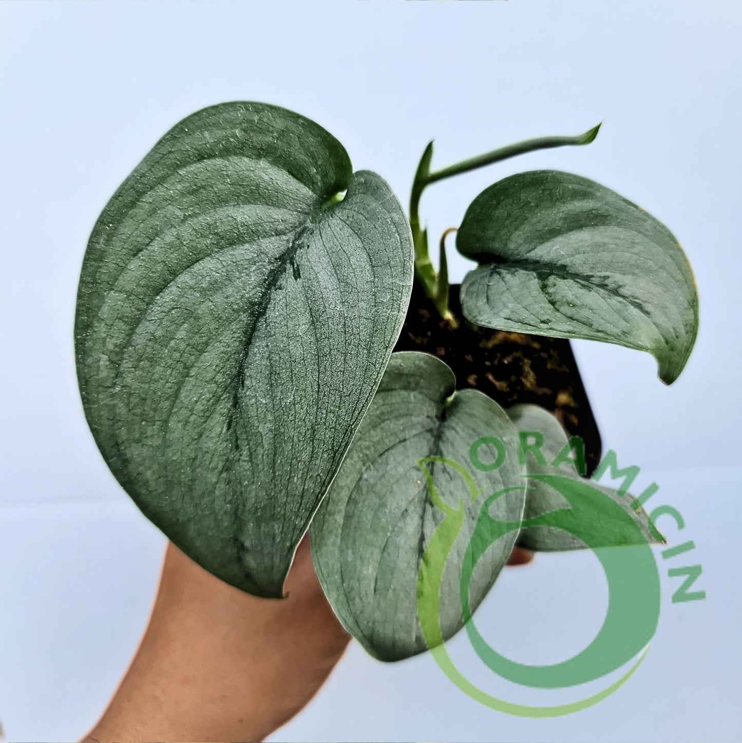 Scindapsus Silver Hero Tropical Plants ORAMICIN