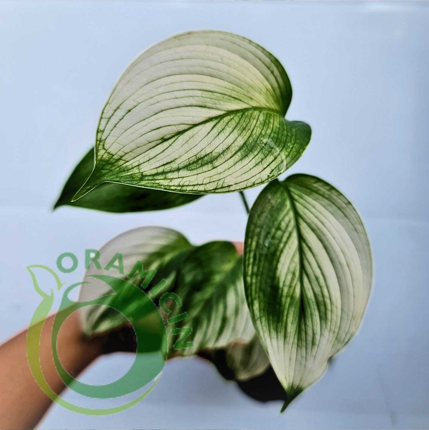 Scindapsus White Monster Tropical Plants ORAMICIN